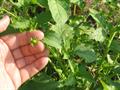 Jaltomata procumbens